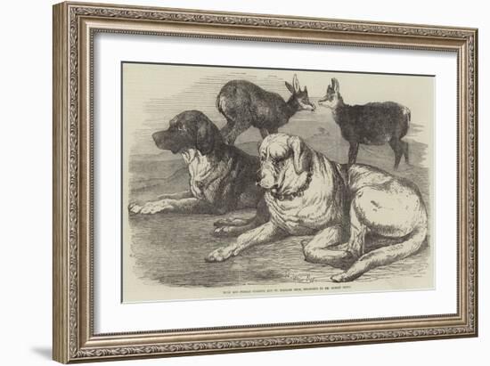 Male and Female Chamois, and St Bernard Dogs, Belonging to Mr Albert Smith-Harrison William Weir-Framed Giclee Print