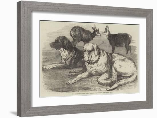 Male and Female Chamois, and St Bernard Dogs, Belonging to Mr Albert Smith-Harrison William Weir-Framed Giclee Print