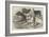 Male and Female Chamois, and St Bernard Dogs, Belonging to Mr Albert Smith-Harrison William Weir-Framed Giclee Print