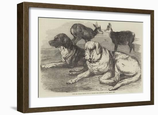 Male and Female Chamois, and St Bernard Dogs, Belonging to Mr Albert Smith-Harrison William Weir-Framed Giclee Print