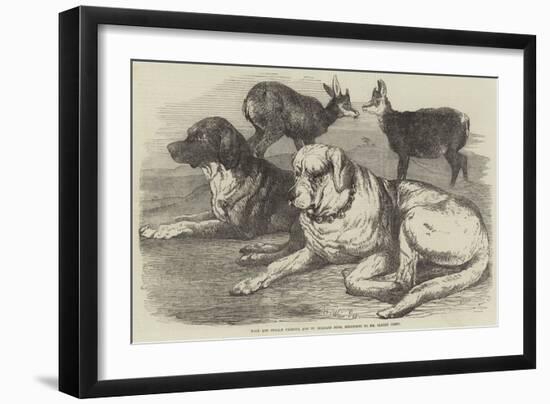 Male and Female Chamois, and St Bernard Dogs, Belonging to Mr Albert Smith-Harrison William Weir-Framed Giclee Print