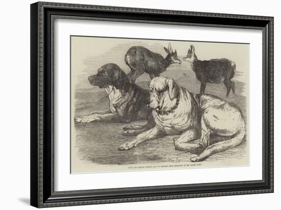 Male and Female Chamois, and St Bernard Dogs, Belonging to Mr Albert Smith-Harrison William Weir-Framed Giclee Print