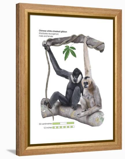 Male and Female Chinese White-Cheeked Gibbon (Hylobates Leucogenys), Ape, Mammals-Encyclopaedia Britannica-Framed Stretched Canvas