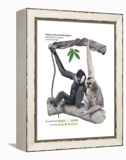 Male and Female Chinese White-Cheeked Gibbon (Hylobates Leucogenys), Ape, Mammals-Encyclopaedia Britannica-Framed Stretched Canvas