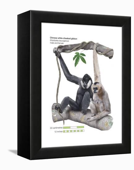 Male and Female Chinese White-Cheeked Gibbon (Hylobates Leucogenys), Ape, Mammals-Encyclopaedia Britannica-Framed Stretched Canvas