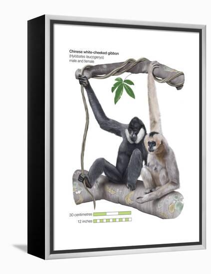 Male and Female Chinese White-Cheeked Gibbon (Hylobates Leucogenys), Ape, Mammals-Encyclopaedia Britannica-Framed Stretched Canvas