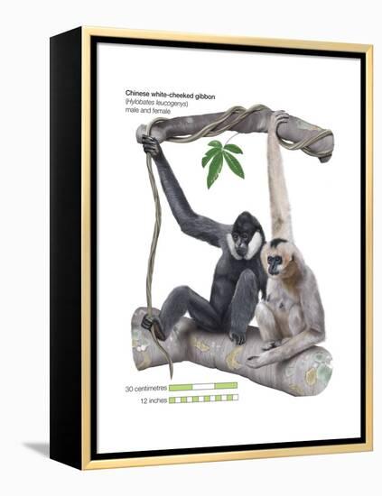 Male and Female Chinese White-Cheeked Gibbon (Hylobates Leucogenys), Ape, Mammals-Encyclopaedia Britannica-Framed Stretched Canvas