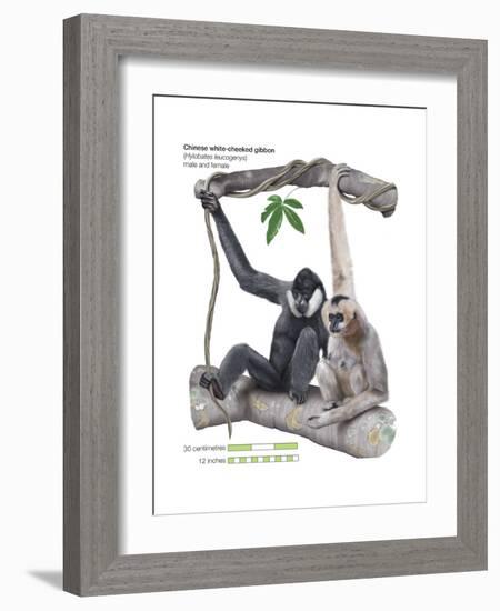 Male and Female Chinese White-Cheeked Gibbon (Hylobates Leucogenys), Ape, Mammals-Encyclopaedia Britannica-Framed Art Print