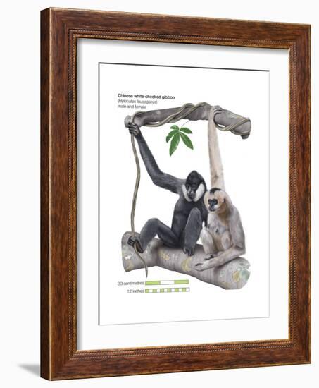 Male and Female Chinese White-Cheeked Gibbon (Hylobates Leucogenys), Ape, Mammals-Encyclopaedia Britannica-Framed Art Print