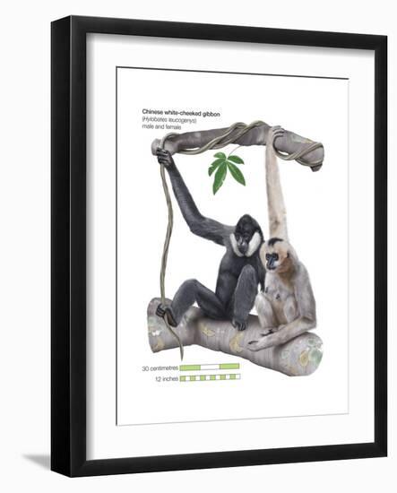 Male and Female Chinese White-Cheeked Gibbon (Hylobates Leucogenys), Ape, Mammals-Encyclopaedia Britannica-Framed Art Print