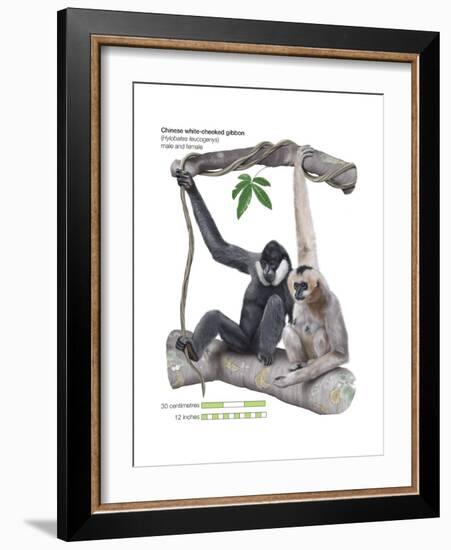 Male and Female Chinese White-Cheeked Gibbon (Hylobates Leucogenys), Ape, Mammals-Encyclopaedia Britannica-Framed Art Print