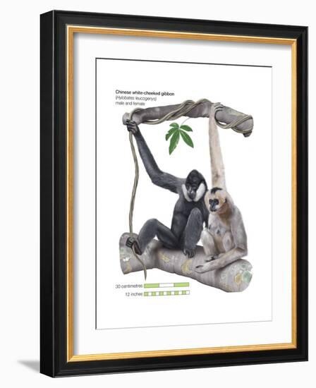 Male and Female Chinese White-Cheeked Gibbon (Hylobates Leucogenys), Ape, Mammals-Encyclopaedia Britannica-Framed Art Print