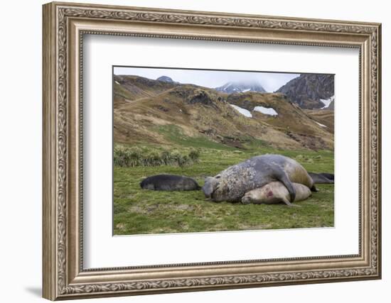 Male and female Elephant seals. Grytviken. South Georgia Islands.-Tom Norring-Framed Photographic Print