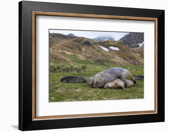 Male and female Elephant seals. Grytviken. South Georgia Islands.-Tom Norring-Framed Photographic Print