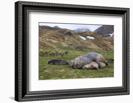 Male and female Elephant seals. Grytviken. South Georgia Islands.-Tom Norring-Framed Photographic Print