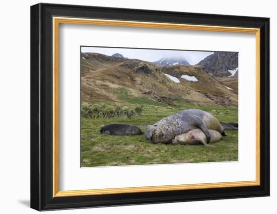 Male and female Elephant seals. Grytviken. South Georgia Islands.-Tom Norring-Framed Photographic Print