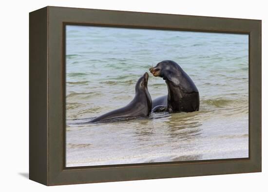 Male and female Galapagos sea lions, San Cristobal Island, Galapagos Islands, Ecuador.-Adam Jones-Framed Premier Image Canvas