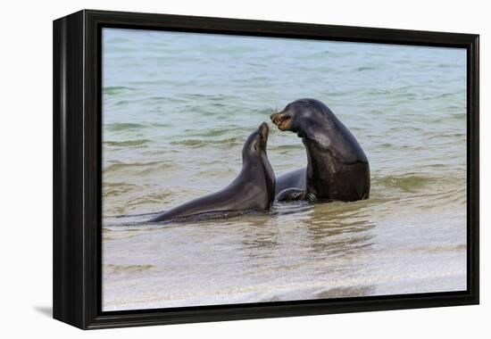 Male and female Galapagos sea lions, San Cristobal Island, Galapagos Islands, Ecuador.-Adam Jones-Framed Premier Image Canvas