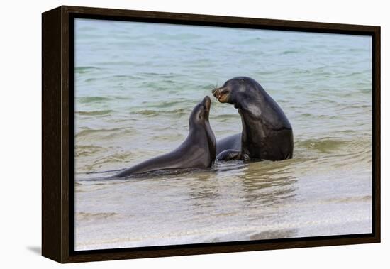 Male and female Galapagos sea lions, San Cristobal Island, Galapagos Islands, Ecuador.-Adam Jones-Framed Premier Image Canvas