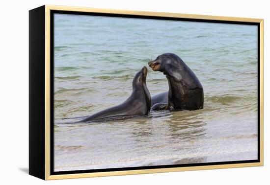 Male and female Galapagos sea lions, San Cristobal Island, Galapagos Islands, Ecuador.-Adam Jones-Framed Premier Image Canvas