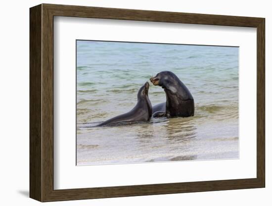 Male and female Galapagos sea lions, San Cristobal Island, Galapagos Islands, Ecuador.-Adam Jones-Framed Photographic Print