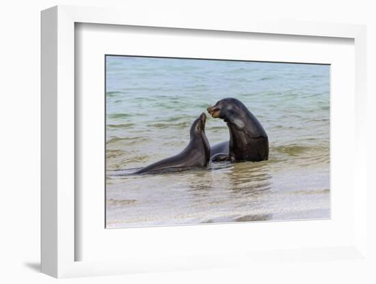 Male and female Galapagos sea lions, San Cristobal Island, Galapagos Islands, Ecuador.-Adam Jones-Framed Photographic Print