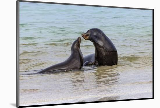 Male and female Galapagos sea lions, San Cristobal Island, Galapagos Islands, Ecuador.-Adam Jones-Mounted Photographic Print