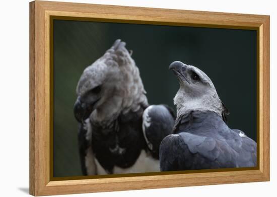 Male and Female Harpy Eagles-W. Perry Conway-Framed Premier Image Canvas