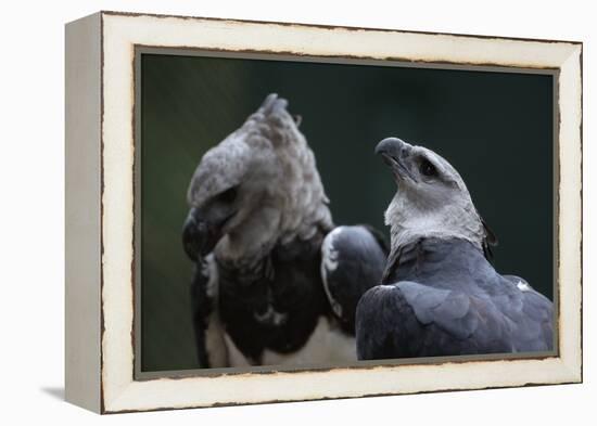 Male and Female Harpy Eagles-W. Perry Conway-Framed Premier Image Canvas