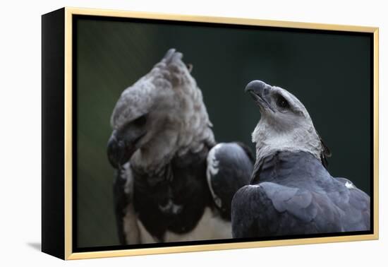Male and Female Harpy Eagles-W. Perry Conway-Framed Premier Image Canvas
