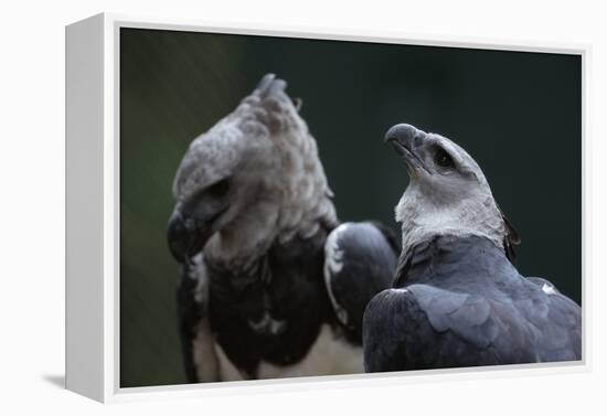 Male and Female Harpy Eagles-W. Perry Conway-Framed Premier Image Canvas