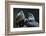 Male and Female Harpy Eagles-W. Perry Conway-Framed Photographic Print