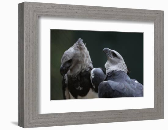 Male and Female Harpy Eagles-W. Perry Conway-Framed Photographic Print