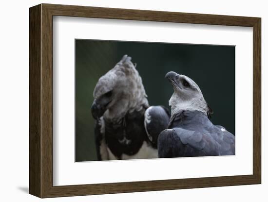 Male and Female Harpy Eagles-W. Perry Conway-Framed Photographic Print