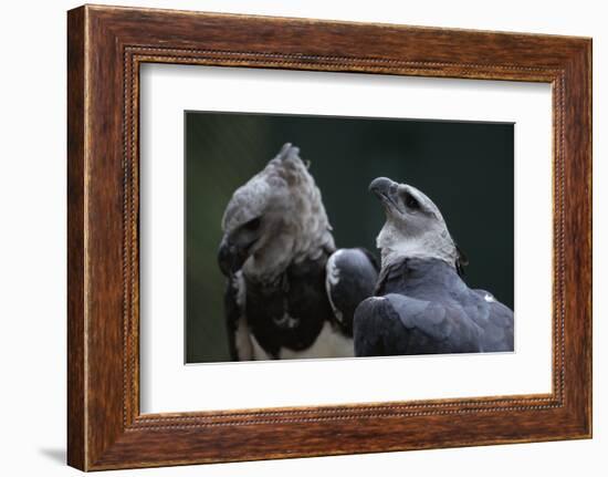 Male and Female Harpy Eagles-W. Perry Conway-Framed Photographic Print