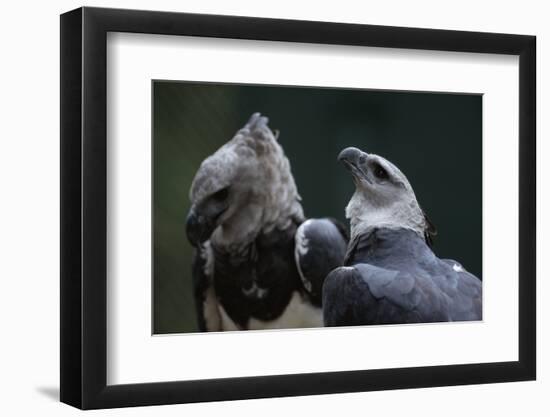 Male and Female Harpy Eagles-W. Perry Conway-Framed Photographic Print