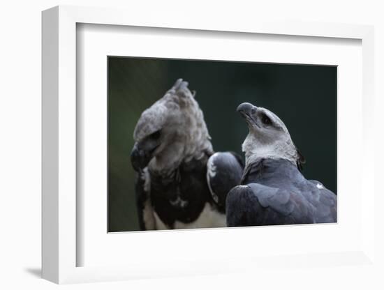 Male and Female Harpy Eagles-W. Perry Conway-Framed Photographic Print