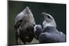 Male and Female Harpy Eagles-W. Perry Conway-Mounted Photographic Print