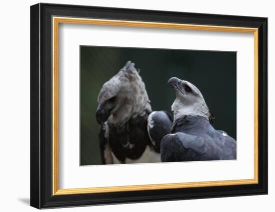 Male and Female Harpy Eagles-W. Perry Conway-Framed Photographic Print