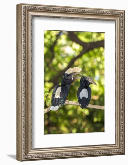 Male and Female Hornbills, Lake Manyara National Park, Tanzania-James Heupel-Framed Photographic Print