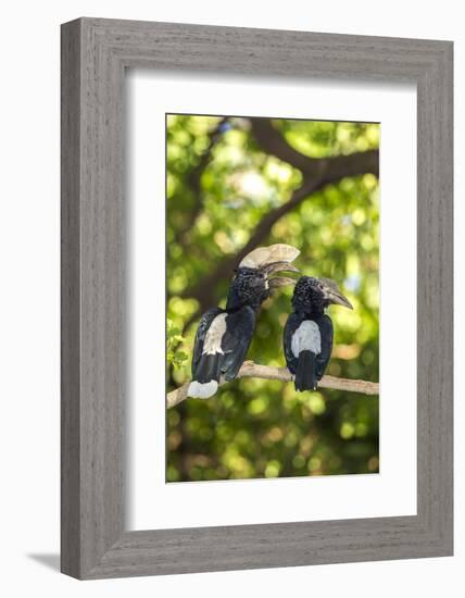 Male and Female Hornbills, Lake Manyara National Park, Tanzania-James Heupel-Framed Photographic Print