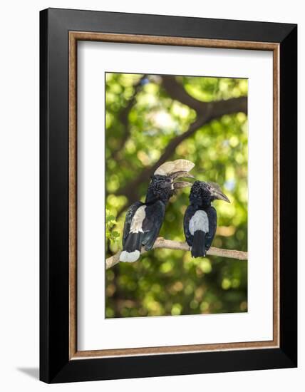 Male and Female Hornbills, Lake Manyara National Park, Tanzania-James Heupel-Framed Photographic Print