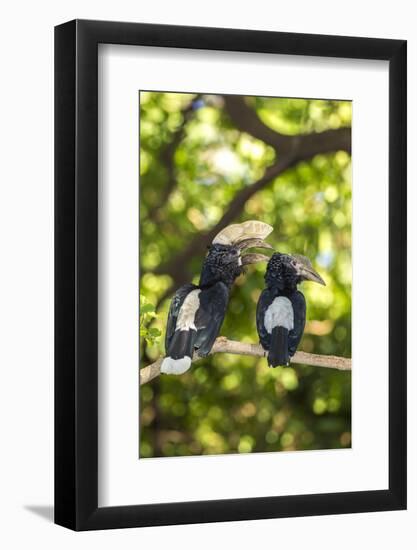 Male and Female Hornbills, Lake Manyara National Park, Tanzania-James Heupel-Framed Photographic Print