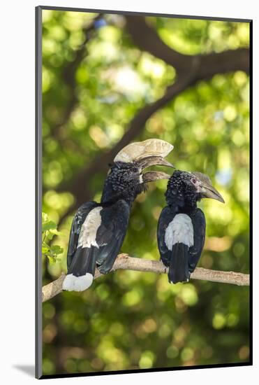 Male and Female Hornbills, Lake Manyara National Park, Tanzania-James Heupel-Mounted Photographic Print