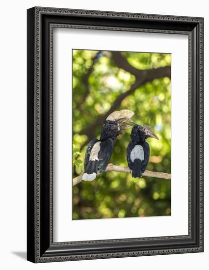 Male and Female Hornbills, Lake Manyara National Park, Tanzania-James Heupel-Framed Photographic Print