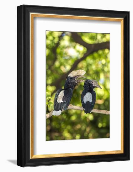 Male and Female Hornbills, Lake Manyara National Park, Tanzania-James Heupel-Framed Photographic Print