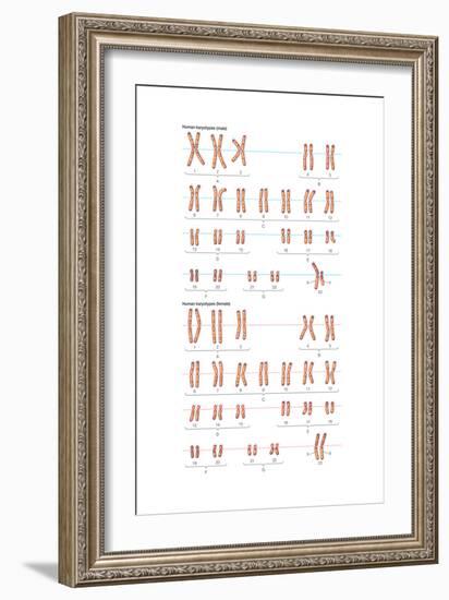 Male and Female Human Karyotypes. Chromosomes, Heredity, Genetics-Encyclopaedia Britannica-Framed Art Print