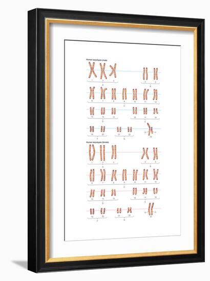 Male and Female Human Karyotypes. Chromosomes, Heredity, Genetics-Encyclopaedia Britannica-Framed Art Print