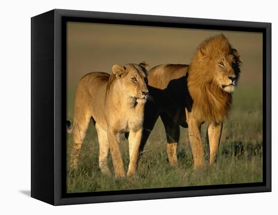Male and Female Lion-Paul Souders-Framed Premier Image Canvas