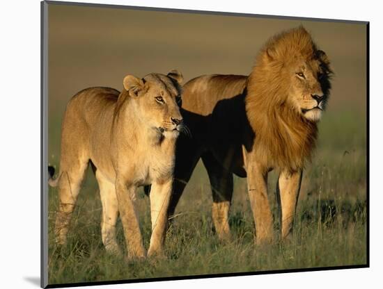 Male and Female Lion-Paul Souders-Mounted Photographic Print